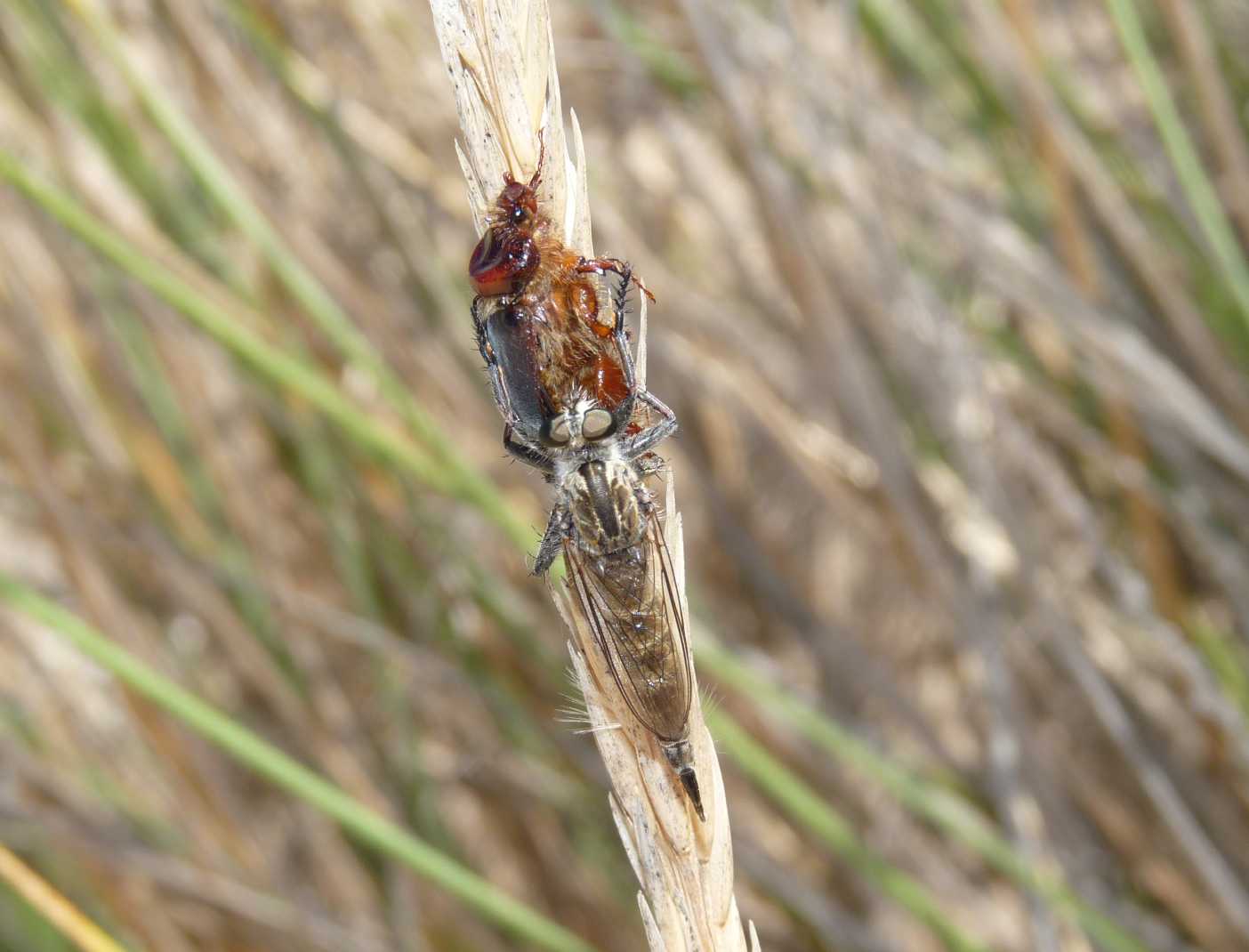 Asilidae con coleottero
